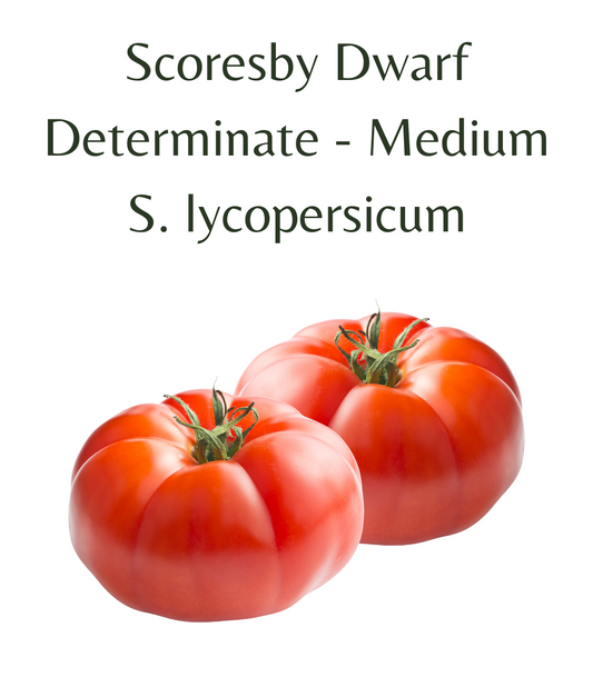 Scoresby_Dwarf_Tomato_10_seeds