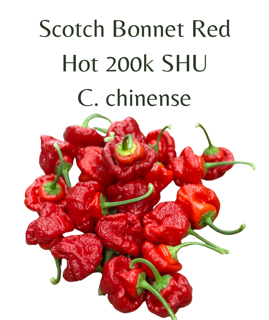 Scotch Bonnet Red Chilli Seeds (10 seeds) - Rasmussen Gardens
