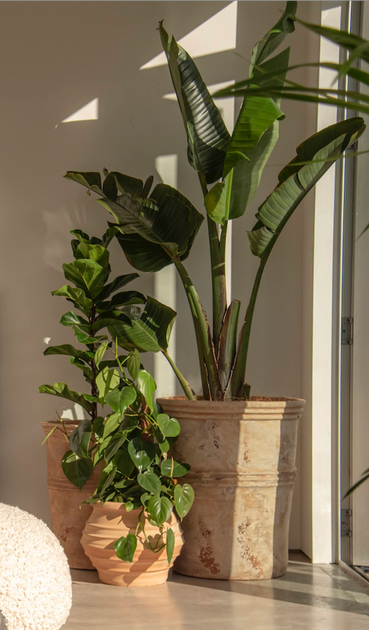 Antique Chocolate Terracotta Tall Planters