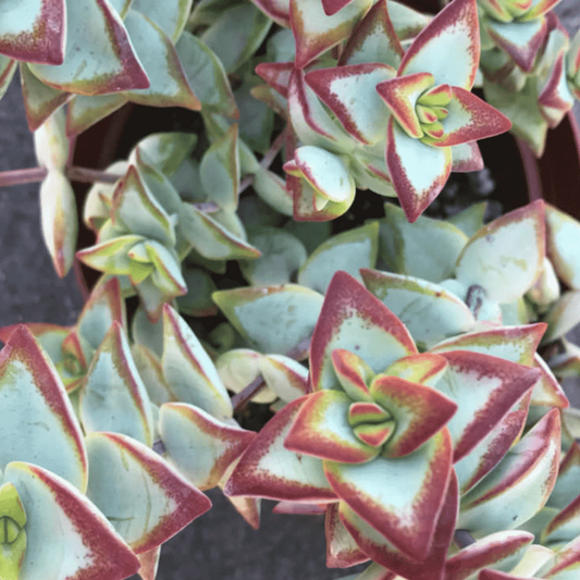 Crassula Rupestris | High Voltage