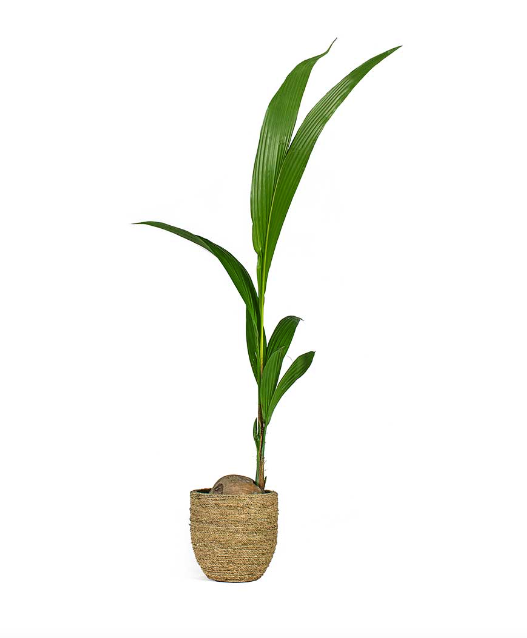 Coconut Palm 4ltr