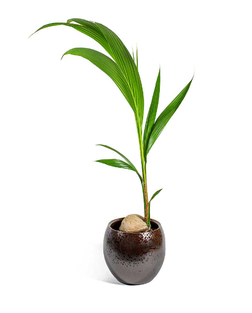 नारियल पाम 3.5 लीटर<br> <i>कोकोस न्यूसीफेरा</i>