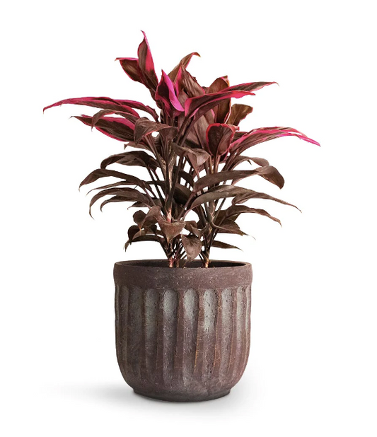 Cordyline fruticosa 'Rubra'