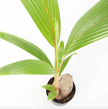 नारियल पाम 4 लीटर<br> <i>कोकोस न्यूसीफेरा</i>