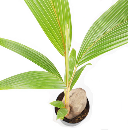 नारियल पाम 3.5 लीटर<br> <i>कोकोस न्यूसीफेरा</i>