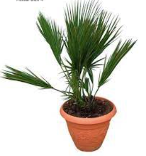 Paurotis Palm