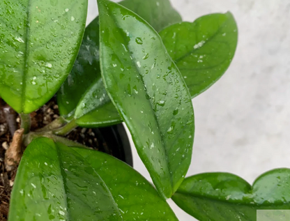 Hoya 'Wax Plant'