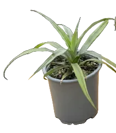 Smooth Cayenne Pineapple (Starter Plant)