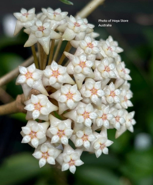 Hoya sp. Ko Chang island IML 1508 , Very Rare