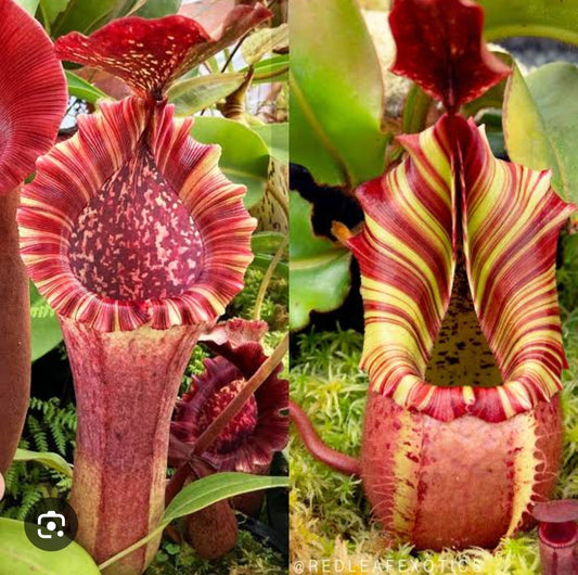 Nepenthes lvb x veitchii 'Candy Dreams' - Intermediate Tropical Pitcher Plant