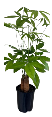 Pachira 'Money Tree' Triple Trunk 14cm