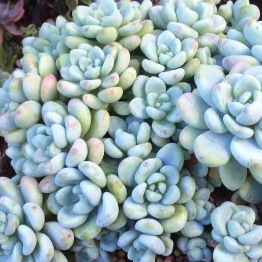 Sedum Clavatum | Tiscalatengo Gorge Sedum