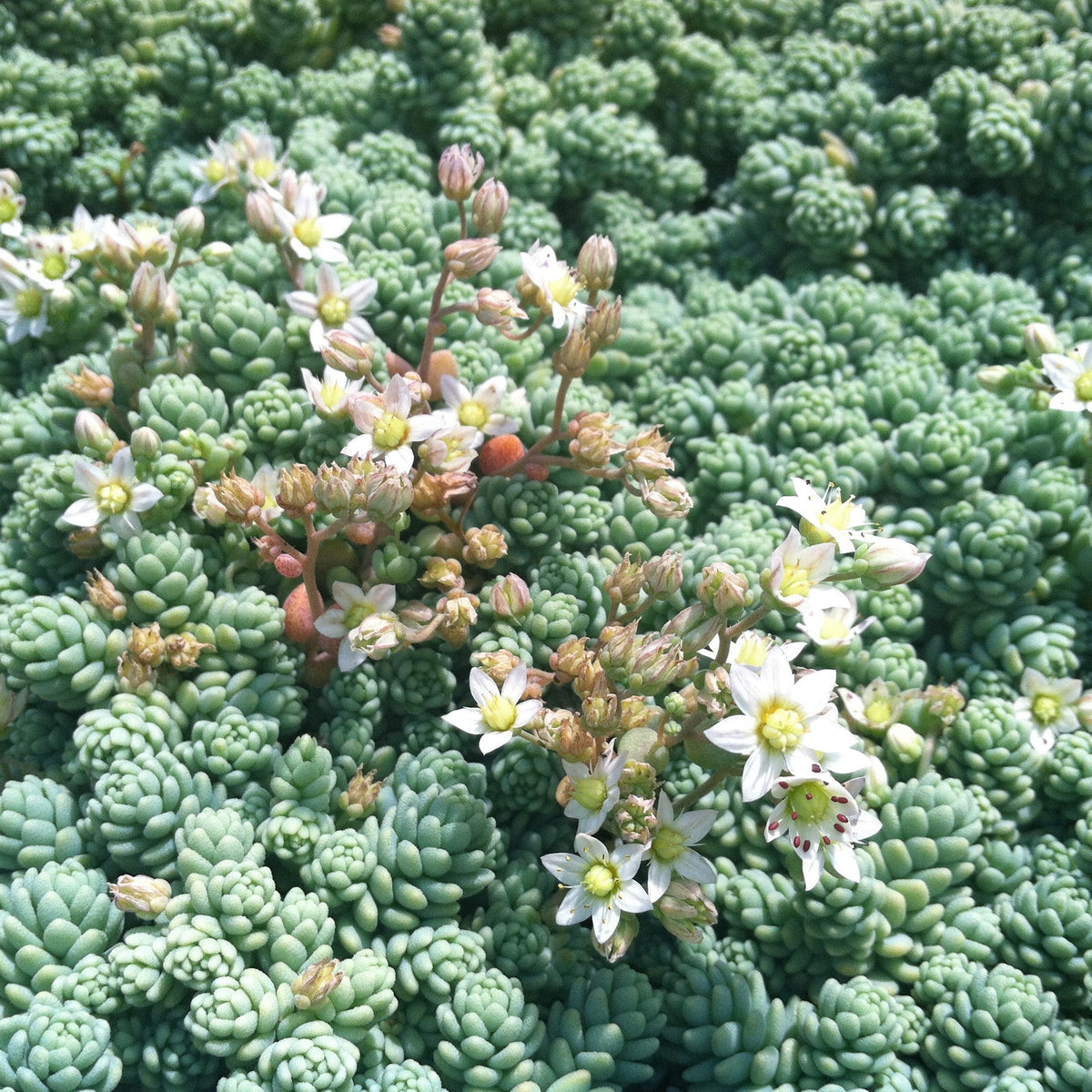 Sedum Dasyphyllum Major | Corsican Stonecrop