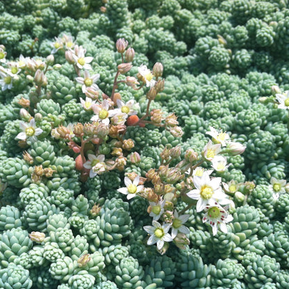 Sedum Dasyphyllum Major | Corsican Stonecrop