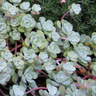 Sedum Spathulifolium 'Cape Blanco' | Broadleaf Stonecrop