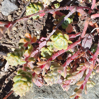 Sedum Spathulifolium 'Cape Blanco' | Broadleaf Stonecrop