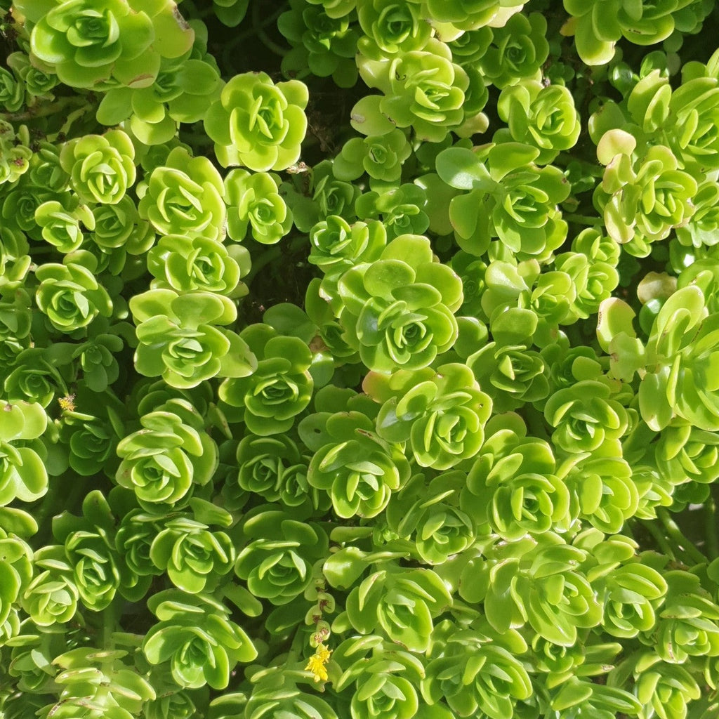 Sedum Confusum