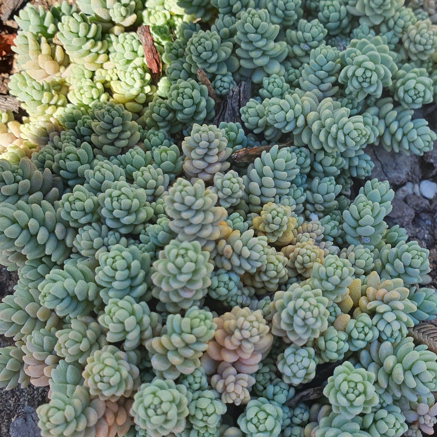 Sedum Dasyphyllum Minor | Blue Tears