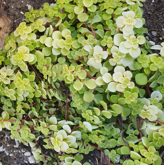 Sedum Makino Ogon | Golden Japanese Stonecrop