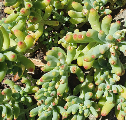 Sedum Pachyphyllum Rose | Blue Jelly Bean