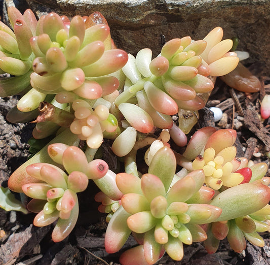 Sedum Rubrotinctum Aurora | Pink Jelly Bean