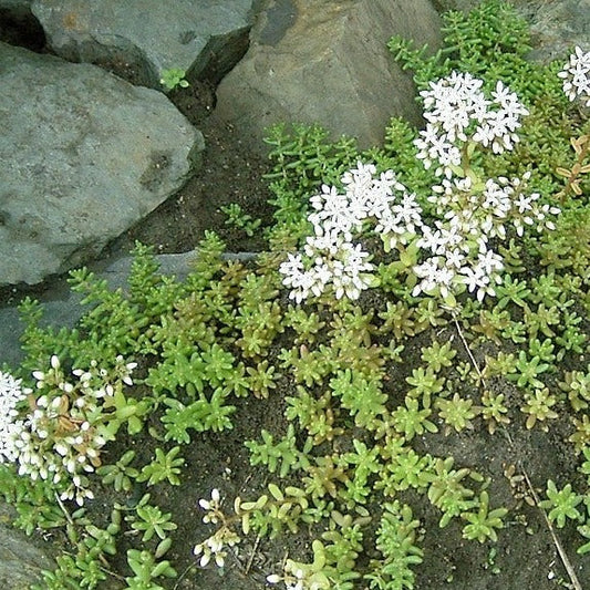 Sedum Album | White Stonecrop