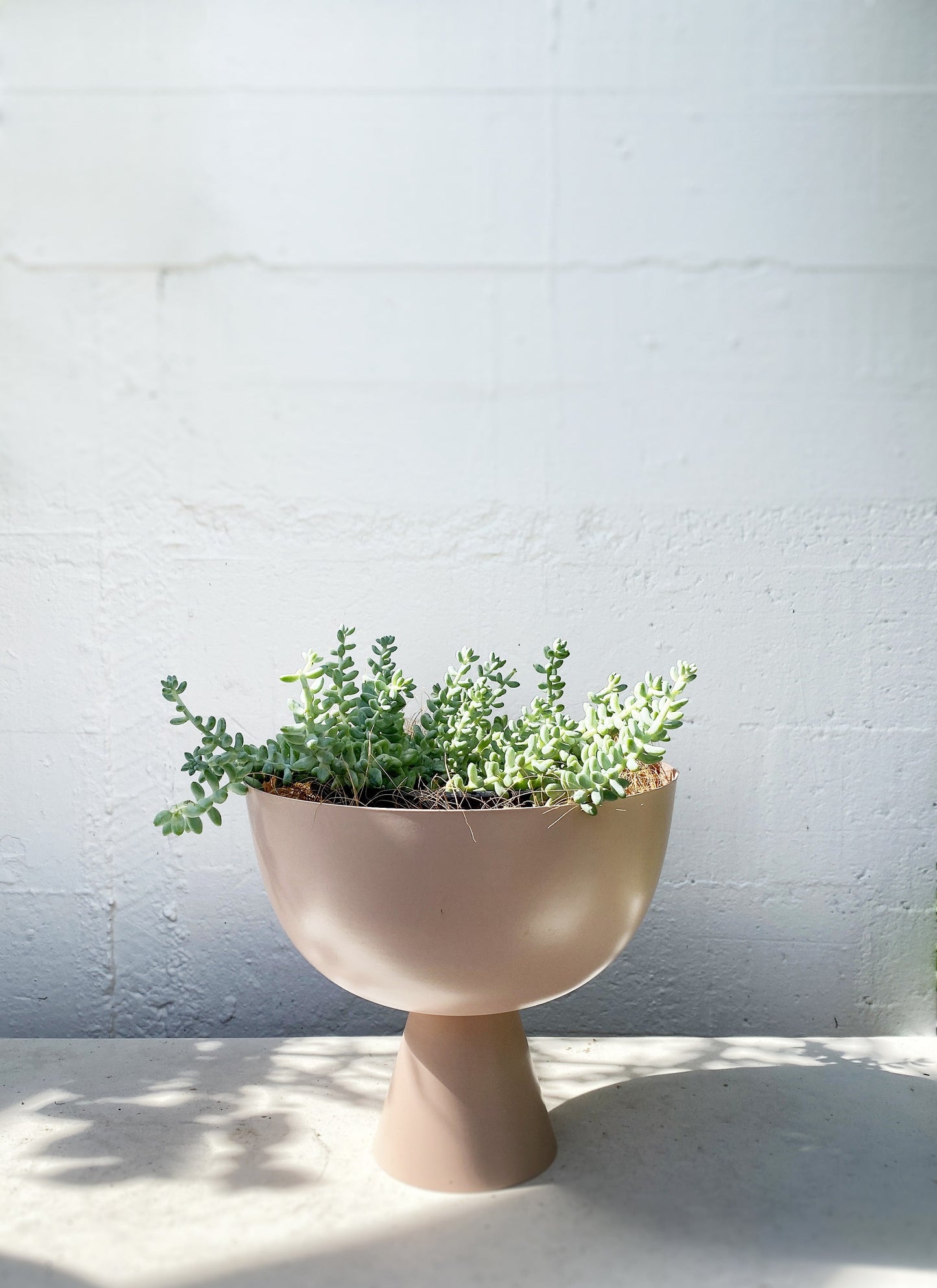 Sedum burrito