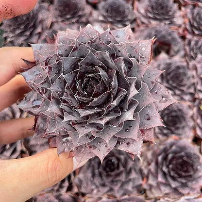 Sempervivum tectorum 'Onyx'