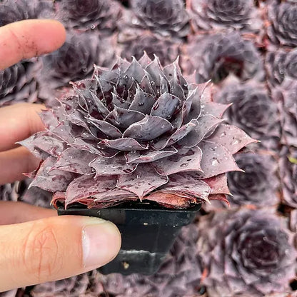 Sempervivum tectorum 'Onyx'