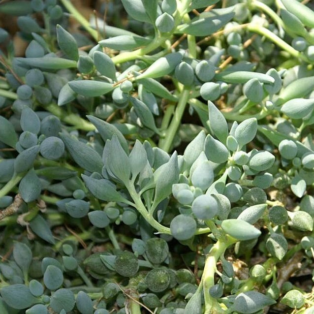 Senecio Citriformis| String of Lemons
