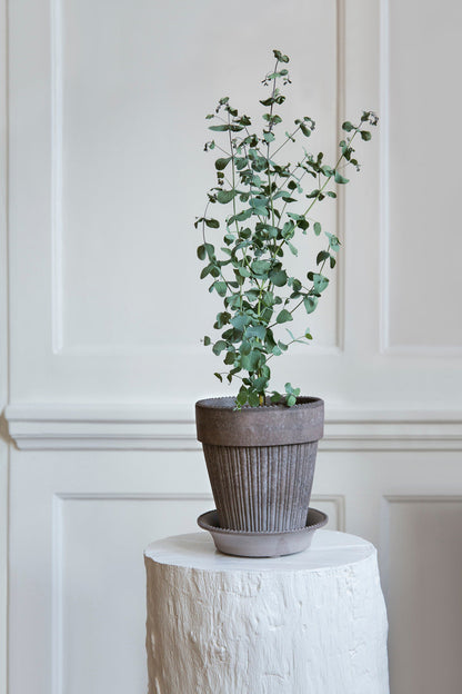 'Simona' Flower Pot & Saucer