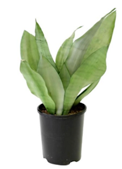 Snake Plant 'Moonshine'