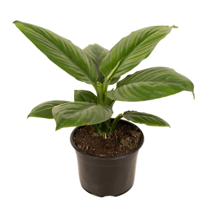 Spathiphyllum 'Dwarf Sensation' 14cm