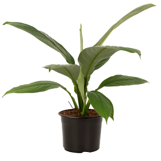 Spathiphyllum 'Sensation' 14cm
