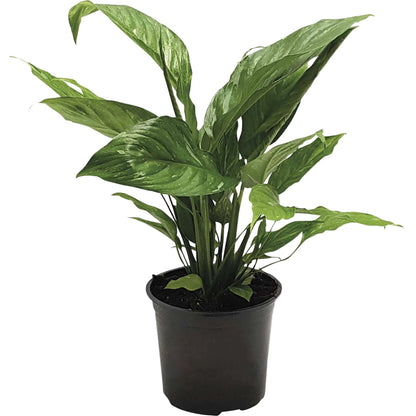 Spathiphyllum 'Bellissimo' 2.5ltr