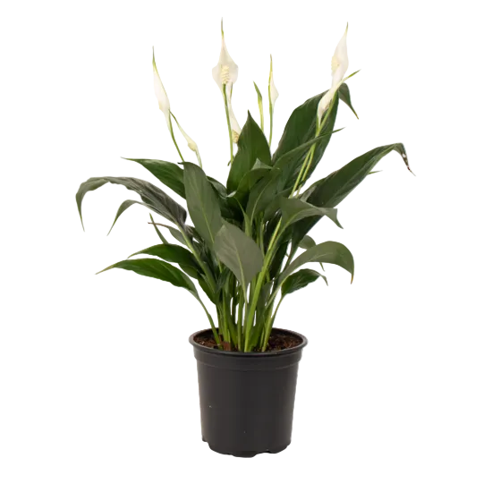 Spathiphyllum 'Sweet Rocco' 12cm