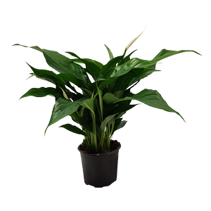 Spathiphyllum wallisii 12cm