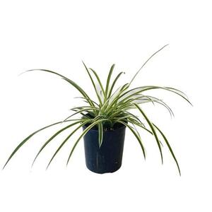 Spider Plant