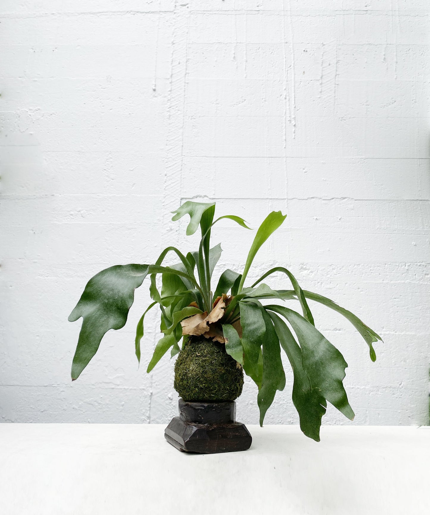 Platycerium Netherlands - Staghorn