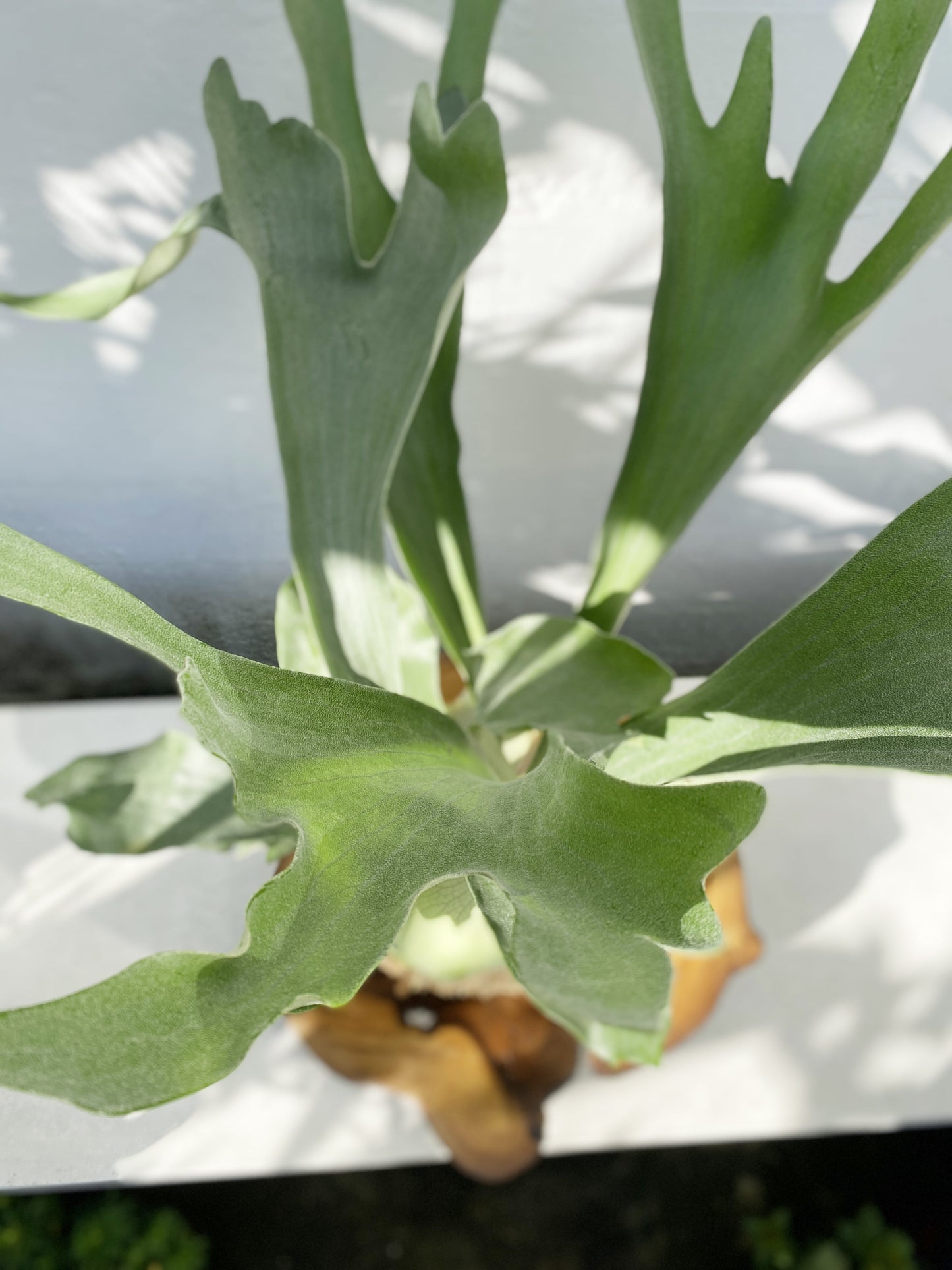 Staghorn kokedama