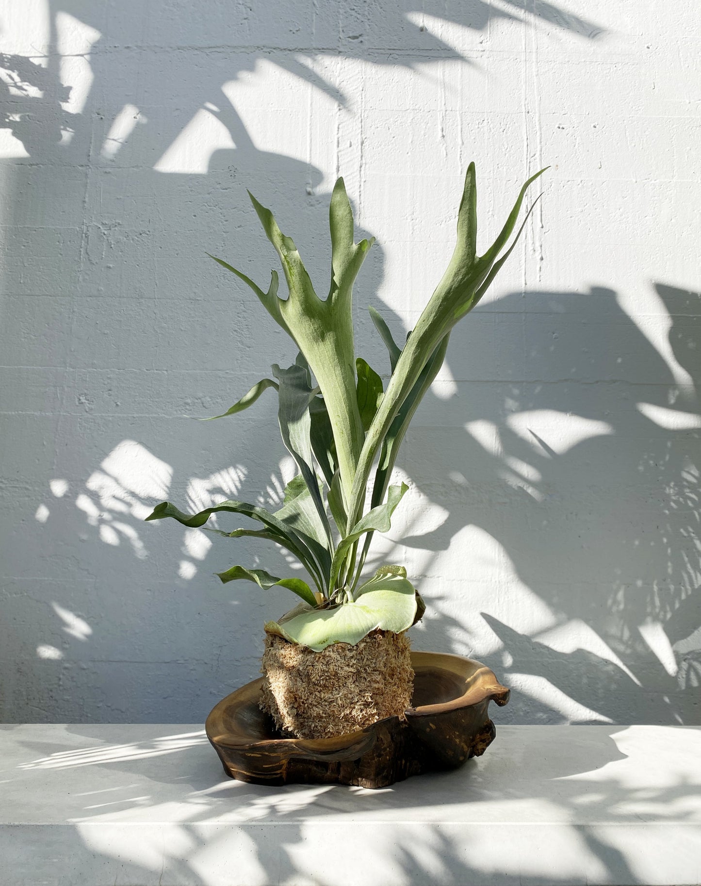 Staghorn kokedama