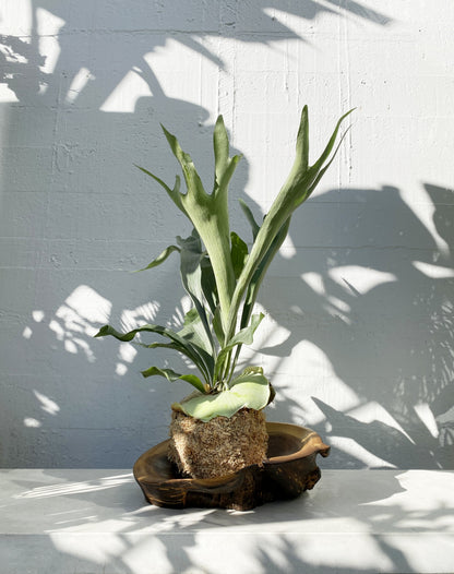Staghorn kokedama