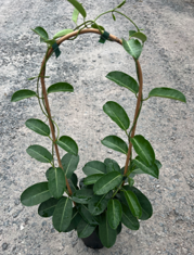 Madagascar Jasmine | Stephanotis floribunda 1.3ltr
