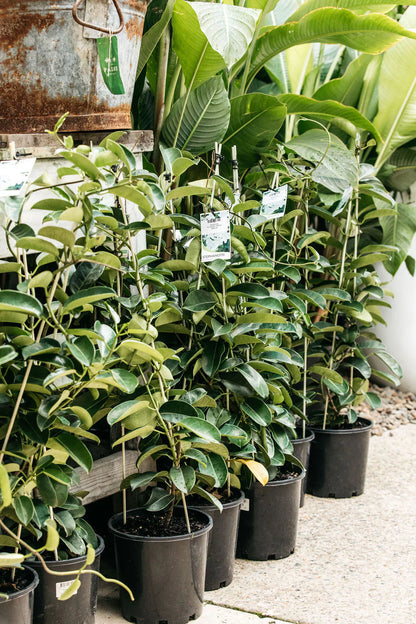 Madagascar Jasmine | Stephanotis floribunda 1.3ltr