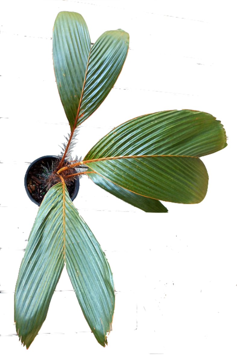 Stevensonia Palm