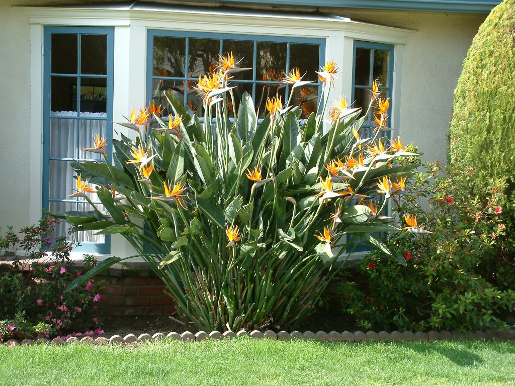bird of paradise indoor plant nz Bird of Paradise – Jungle Story