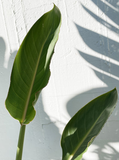 Strelitzia Reginae