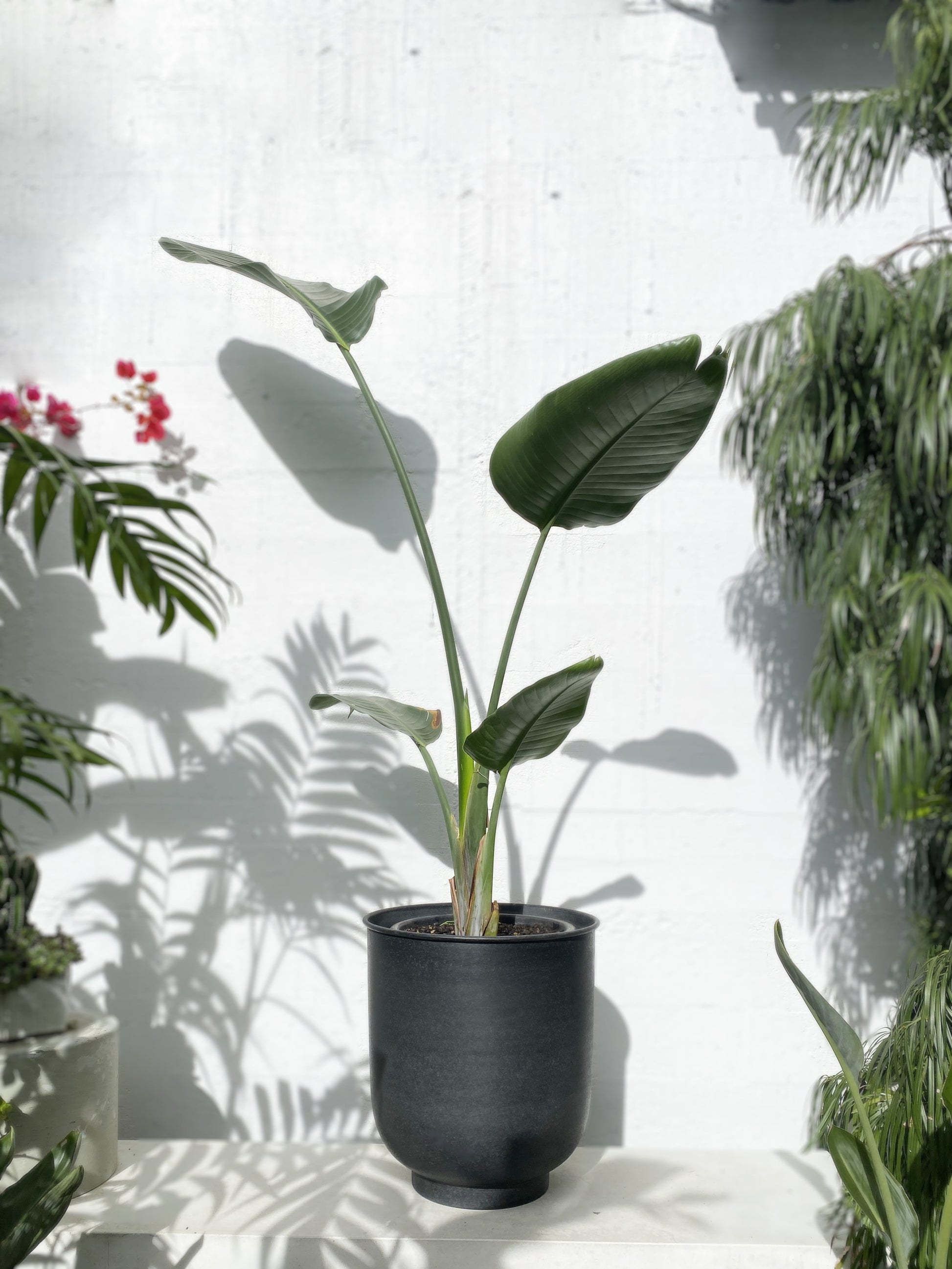 Strelitzia Nicolai Bird of Paradise plant plant in pot