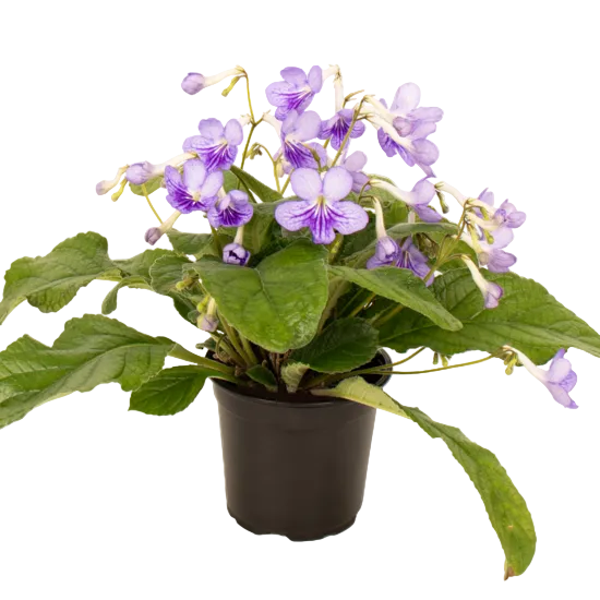 Streptocarpus 12cm