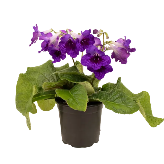 Streptocarpus 12cm